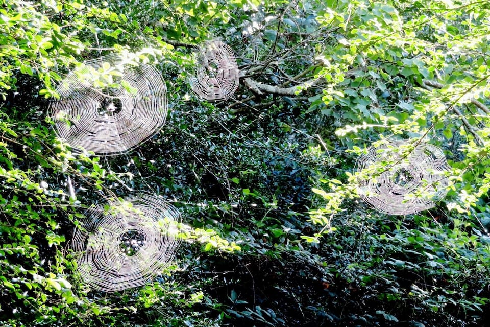A dense green forest with multiple spider webs hanging from branches.