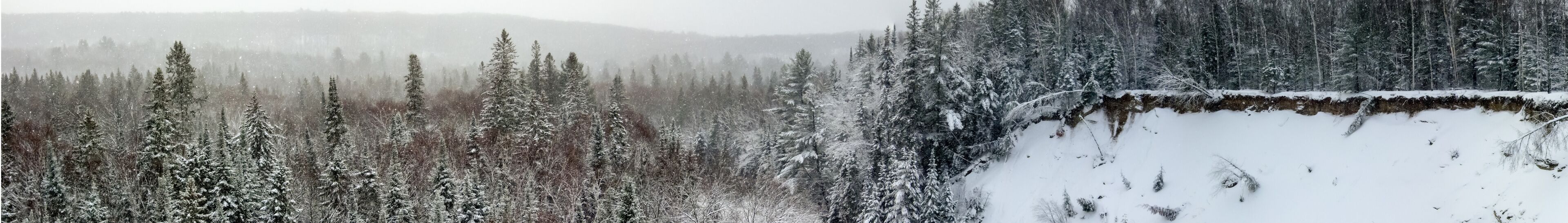 Trees in a forest, Orangeville, Dufferin County, Ontario, Canada