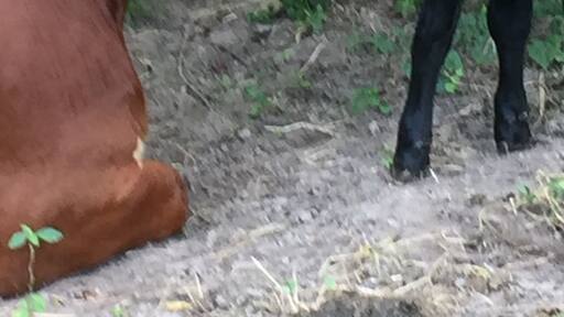 At the farm. New baby calf