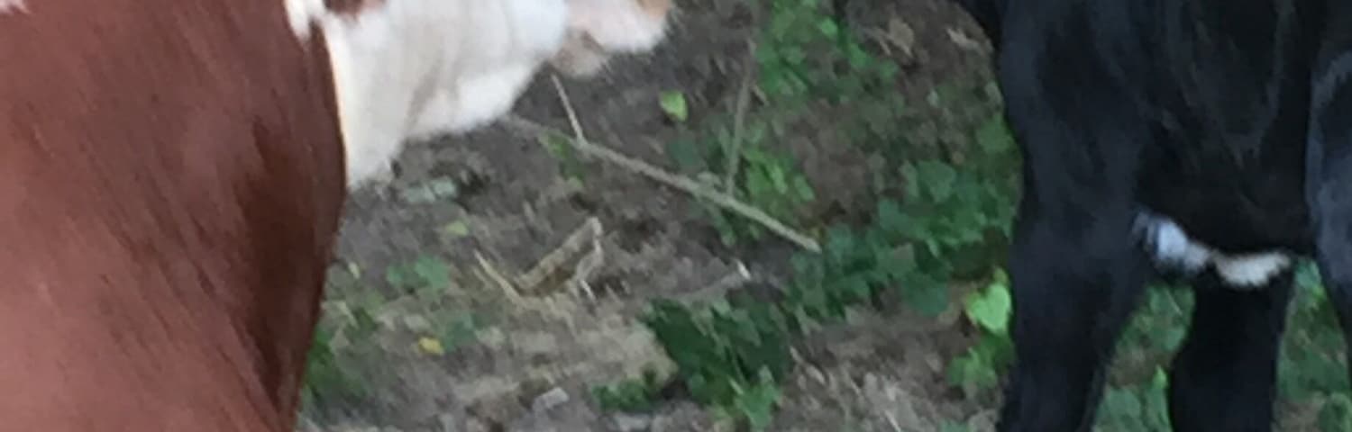 At the farm. New baby calf