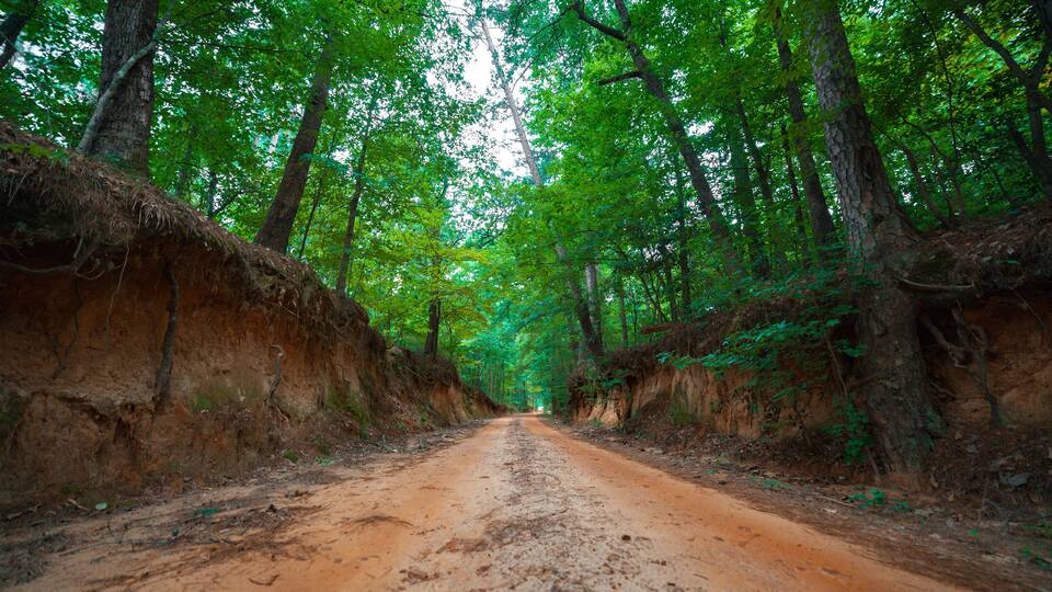 A dirt road flanked by tall trees in a forest.