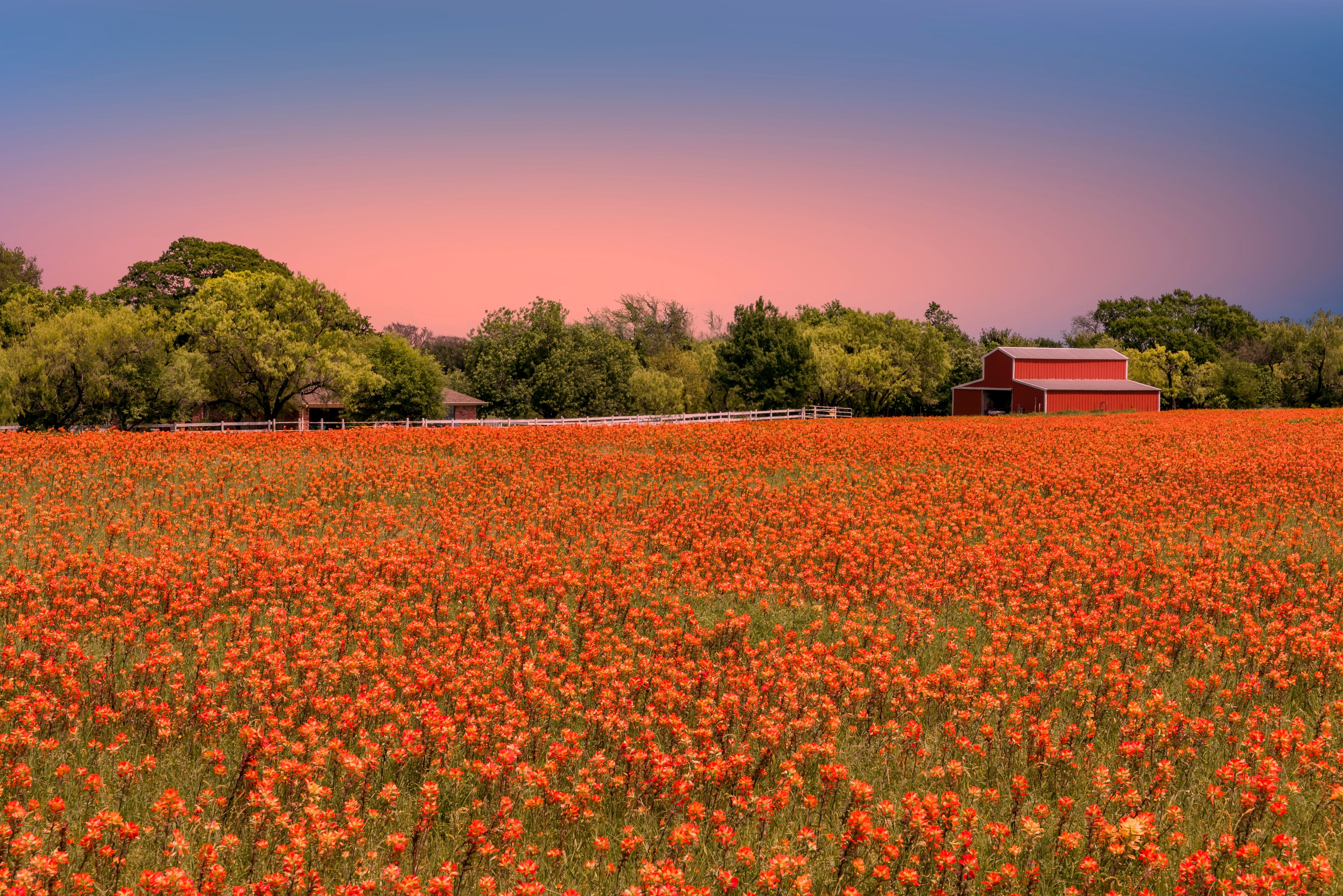 Field of Paintbrush near Waco, Texas