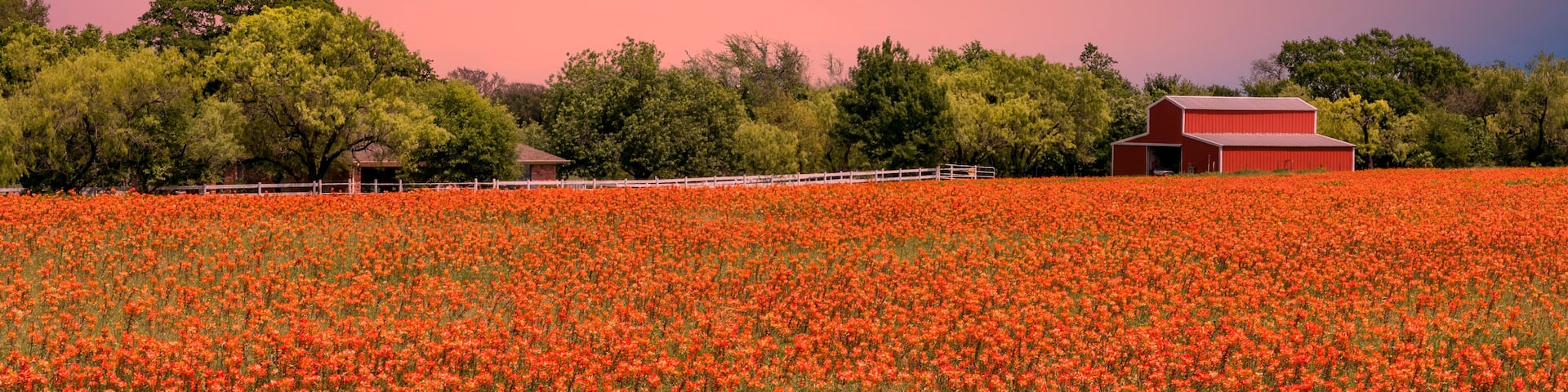 A field of red flowers with a red barn and trees in the background.