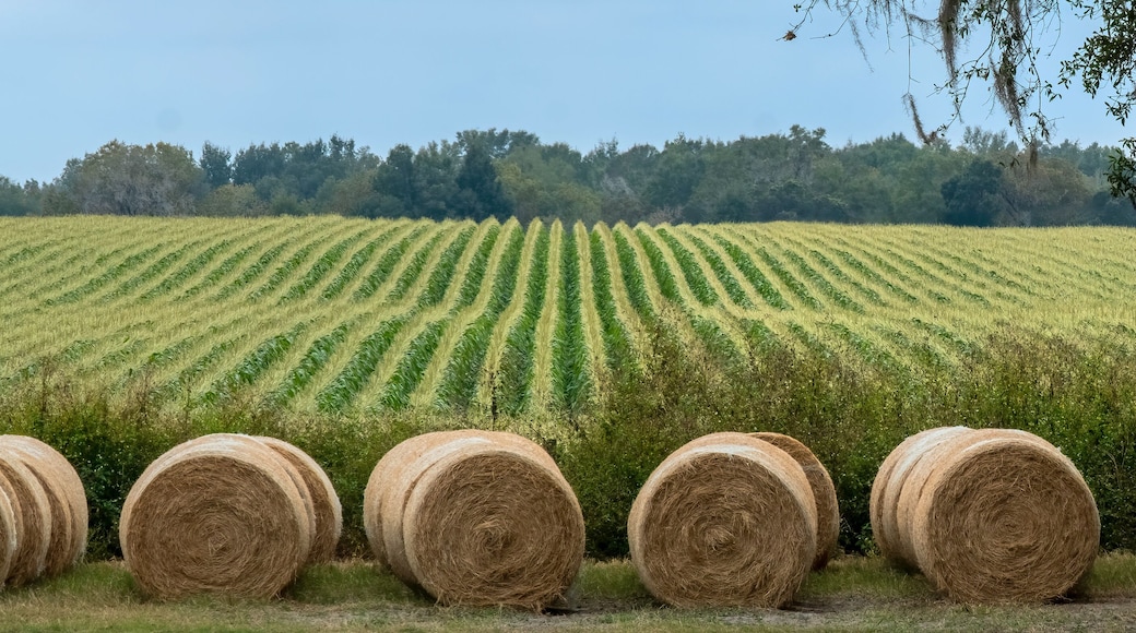 Hay Bales and Farmland in Alachua County, Florida