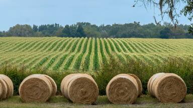 Hay Bales and Farmland in Alachua County, Florida