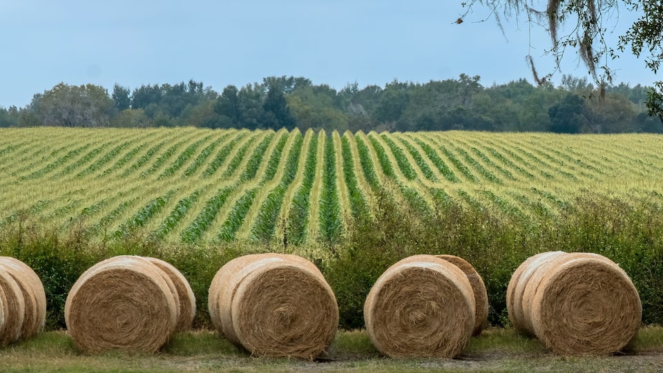 A field of hay bales in a rural landscape with rows of crops and trees in the background.