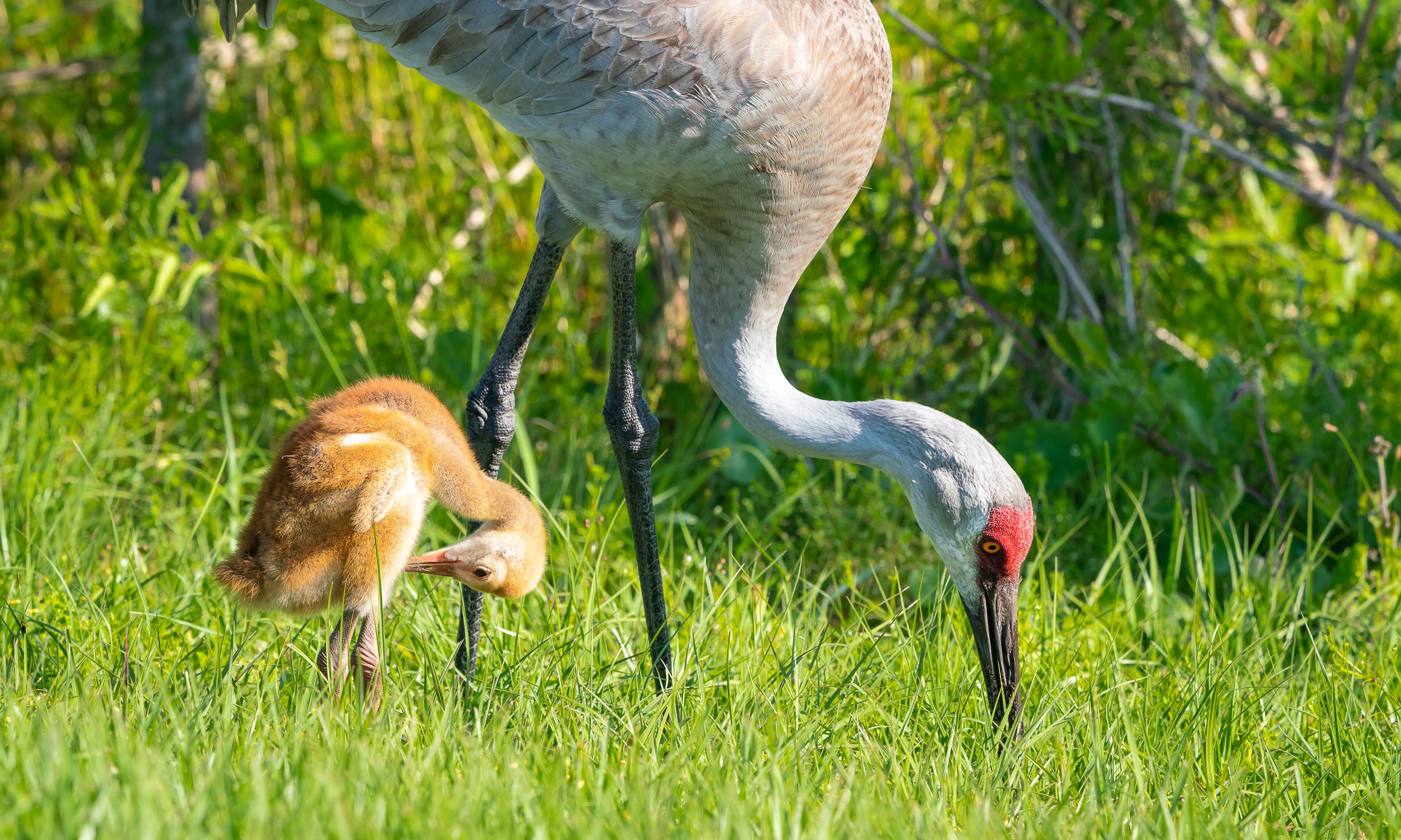 Sandhill Cranes and Sandhill Crane Chicks foraging at Sweetwater Wetlands in Gainesville Florida.