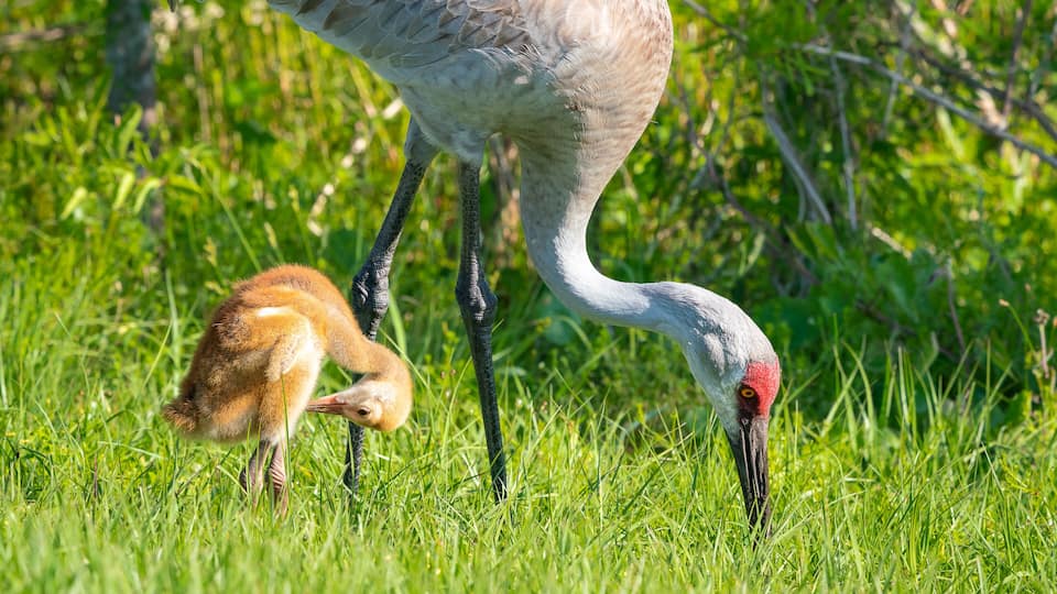 A large bird with a red head and long legs standing in a grassy field.