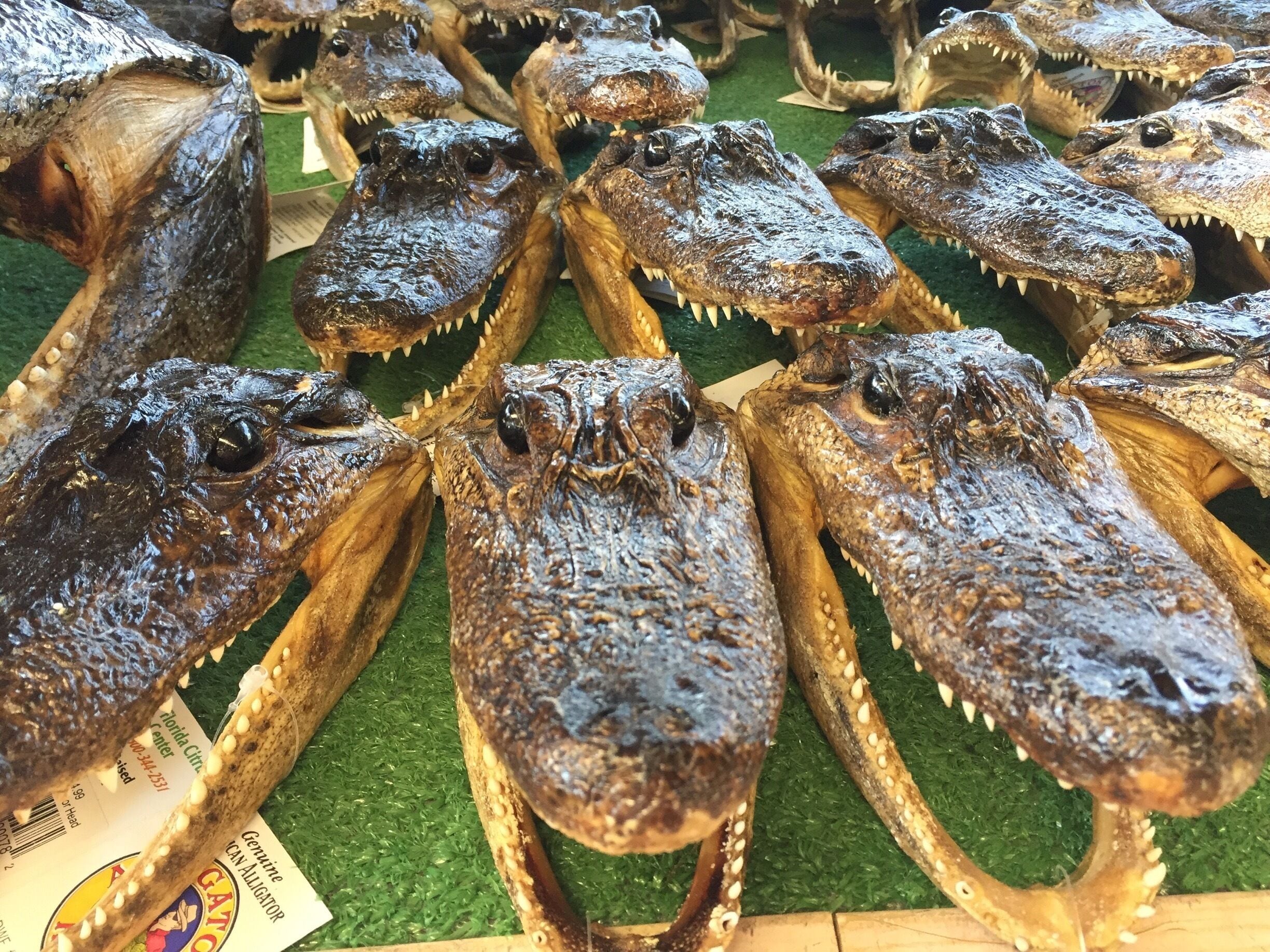 13' gator and baby gators were what the sign advertised. Of course, they were all stuffed. 