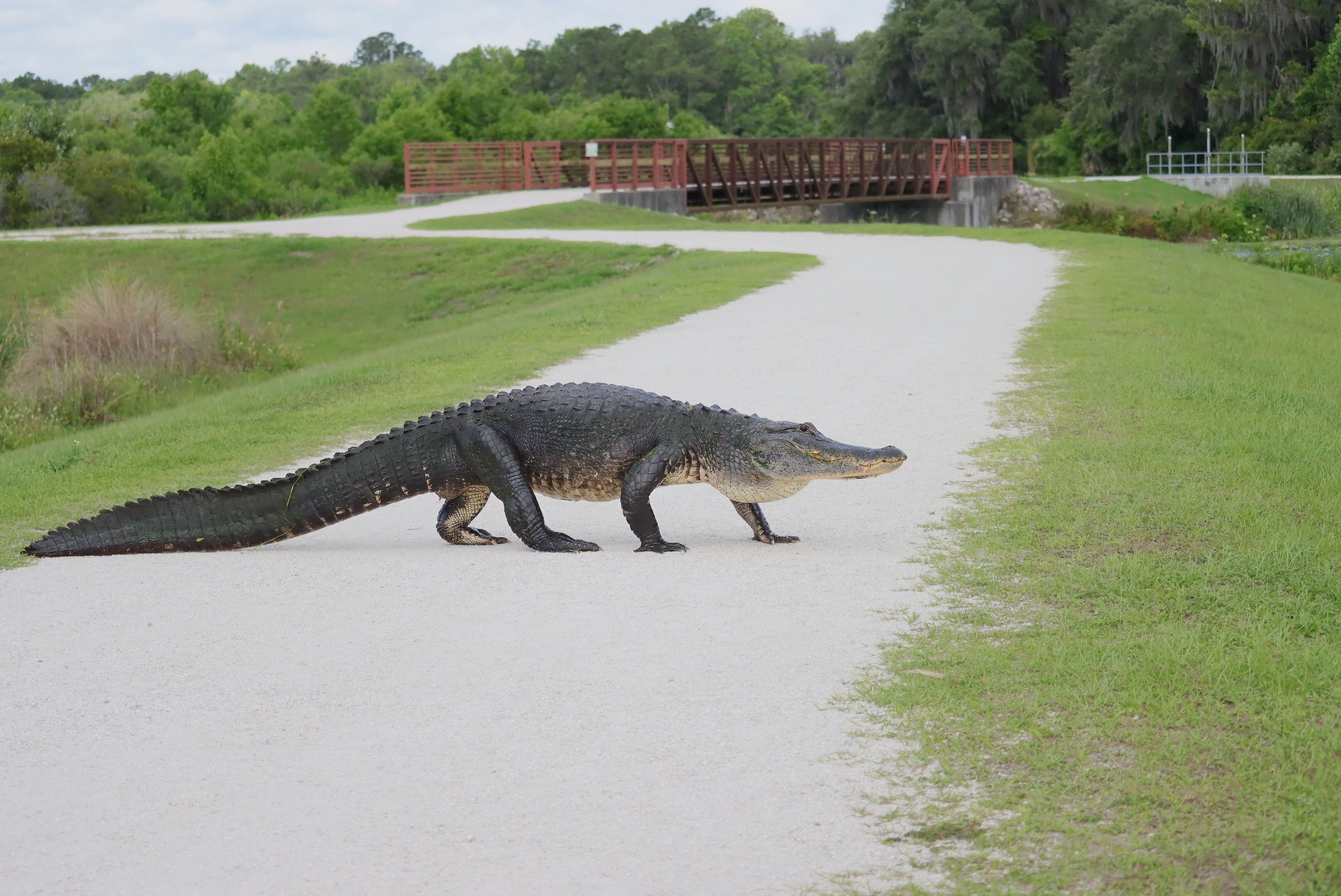 American Alligator Crossing the Path Sweetwater Wetlands Park Gainesville Florida Alachua County