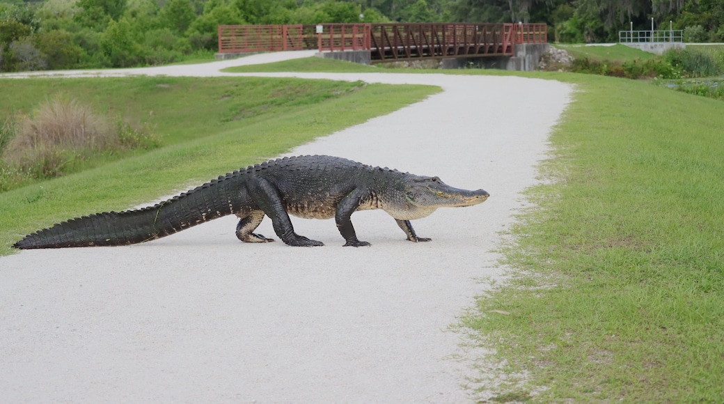 American Alligator Crossing the Path Sweetwater Wetlands Park Gainesville Florida Alachua County