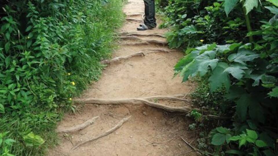 A person standing on a dirt path surrounded by dense greenery.