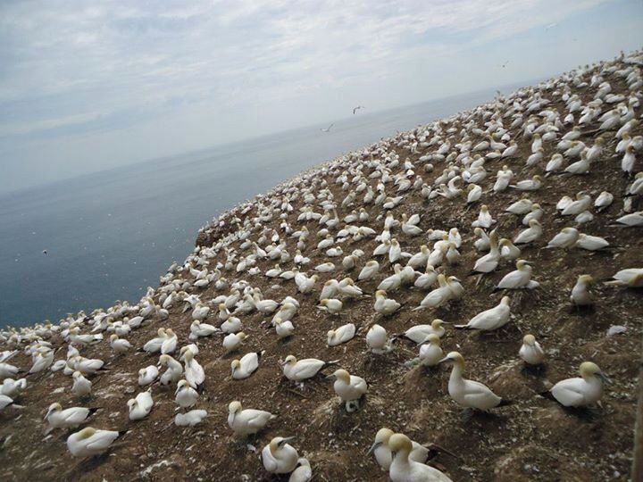 There are gannets everywhere at the end of the trail on the Bonaventure Island.