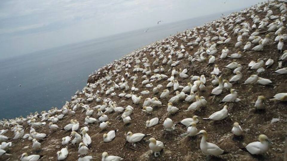 A large flock of birds on a rocky cliff by the sea.