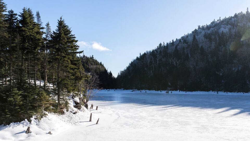 frozen lake under the winter sun in the middle of a forest of pins
