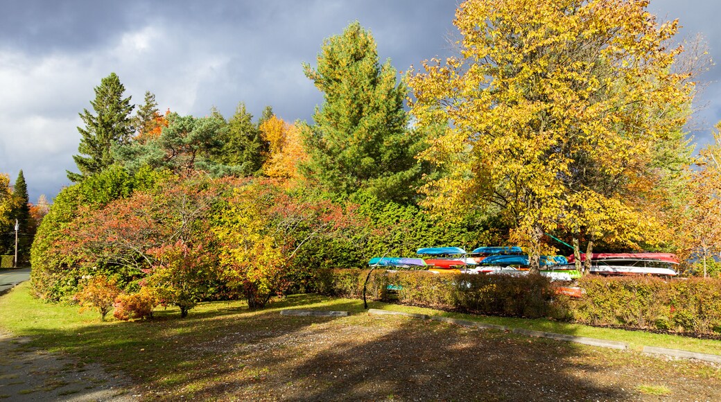 Kayaks docked on Lake Lovering shore seen among colourful trees during a fall golden hour afternoon with a dark dramatic sky, Magog, Eastern Townships, Quebec, Canada