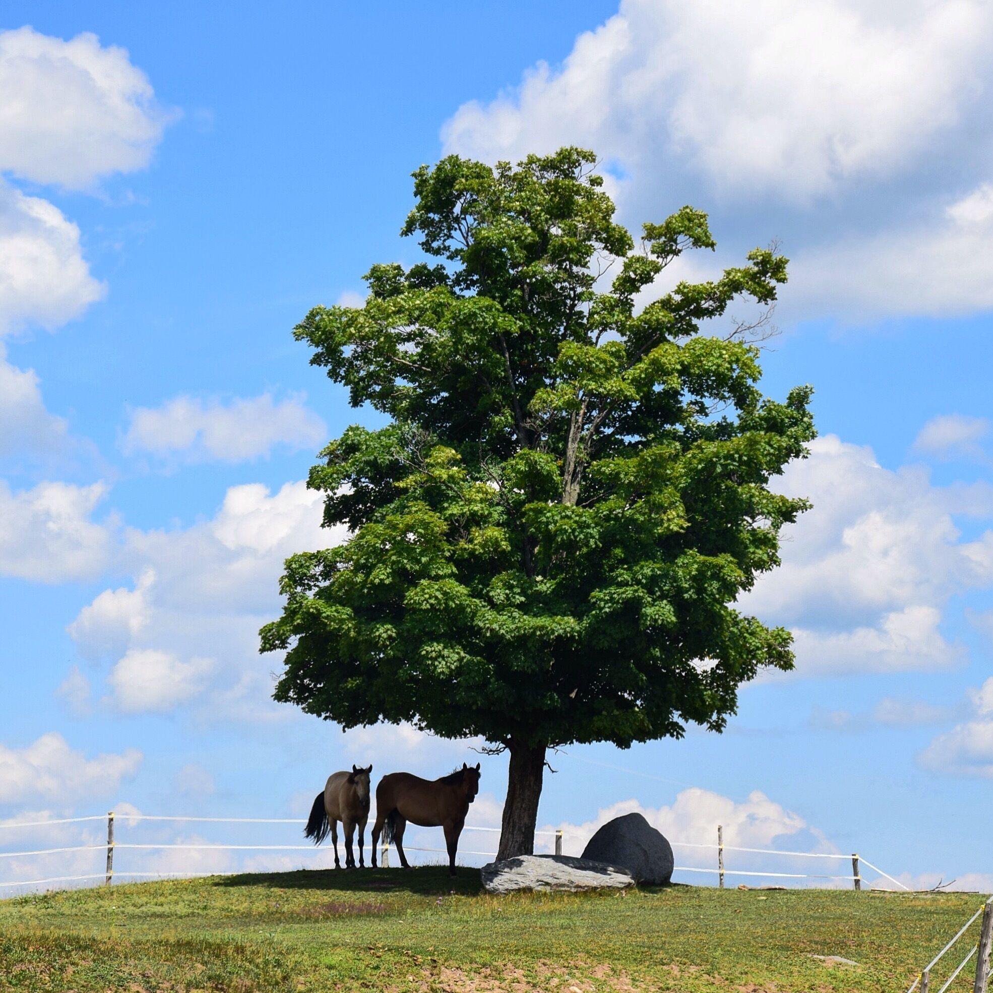This peaceful, pastoral scene is the essence of the Eastern Townships in Quebec.  It's also known for its food and wine.