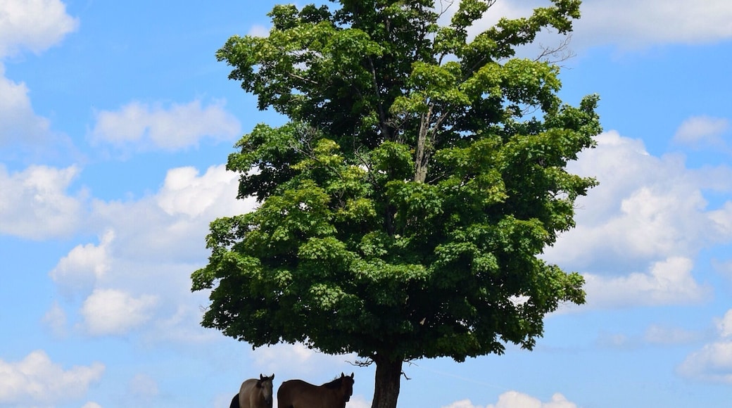 This peaceful, pastoral scene is the essence of the Eastern Townships in Quebec. It's also known for its food and wine.