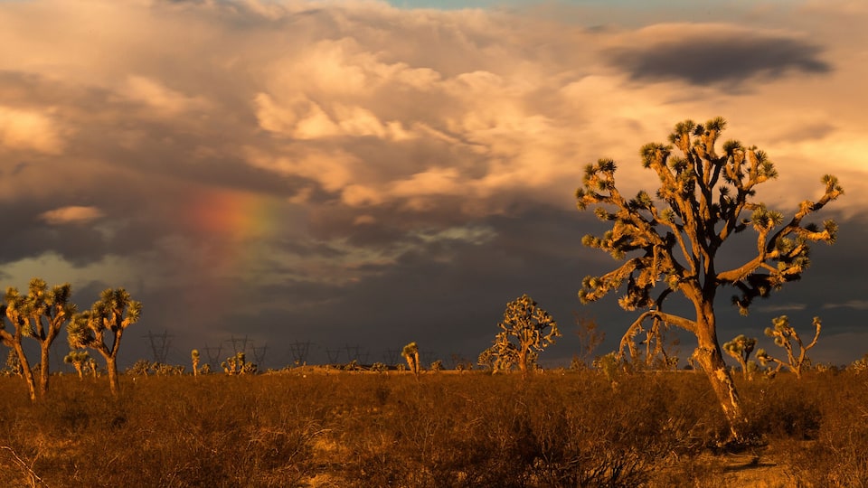 A desert landscape with Joshua trees and a rainbow in the sky.
