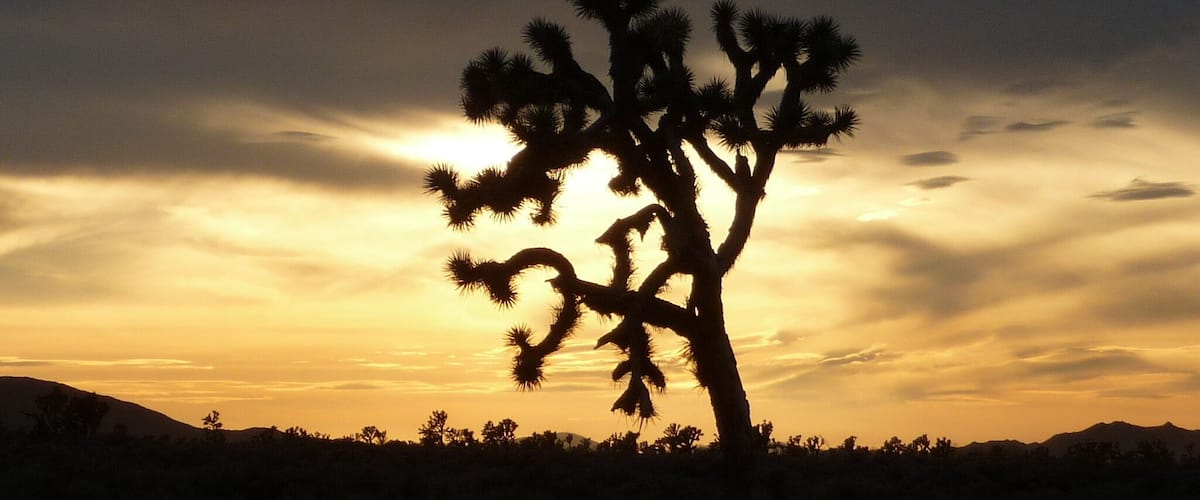Joshua tree in a summer sunset in the desert