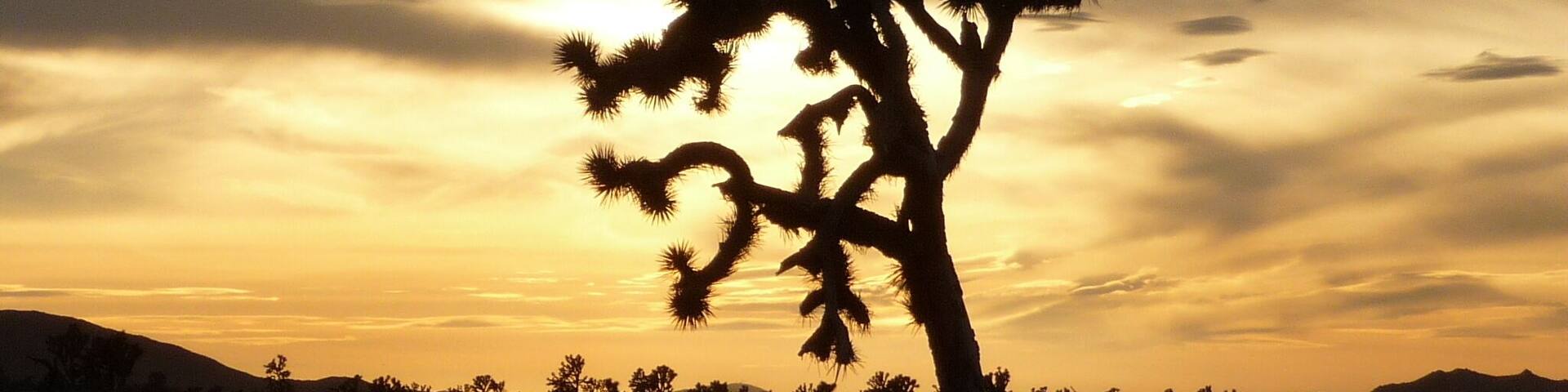 A silhouette of a Joshua tree against a sunset sky.