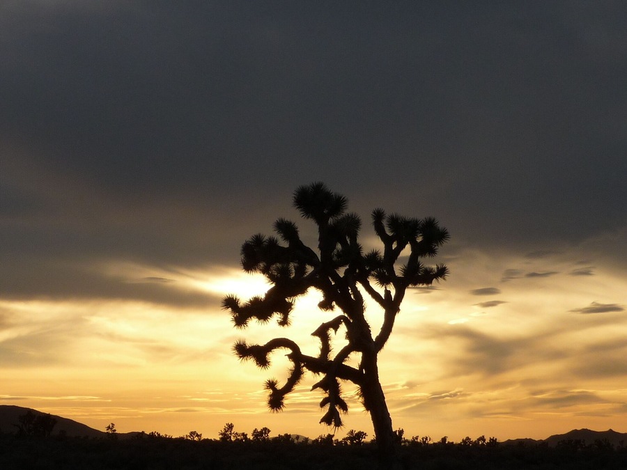 Joshua tree in a summer sunset in the desert