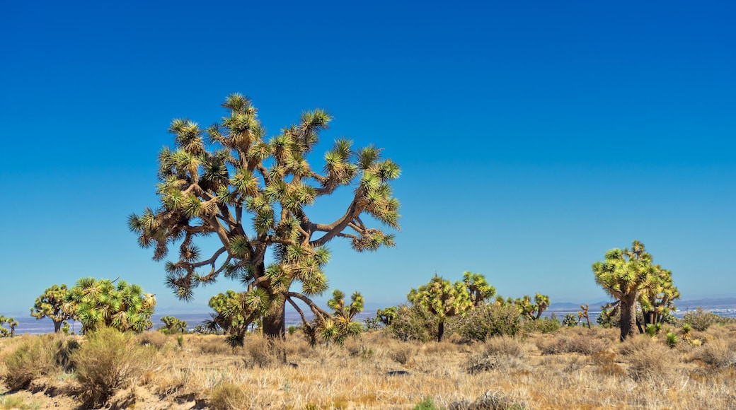 Joshua Trees in the Mojave Desert in California