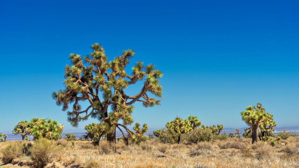 A Joshua tree in a dry, grassy landscape with a clear blue sky.