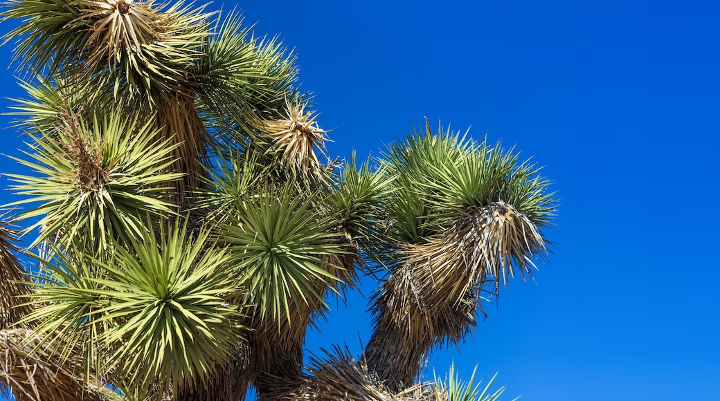 Close up view of a Joshua Tree with blue sky
