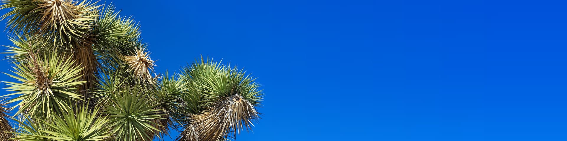Close up view of a Joshua Tree with blue sky