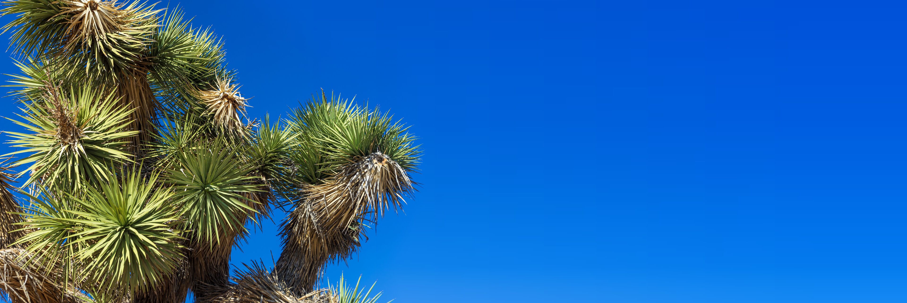 Tall palm trees against a clear blue sky.