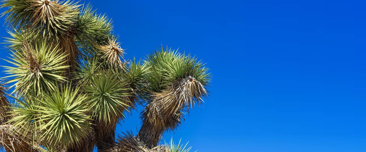Tall palm trees against a clear blue sky.