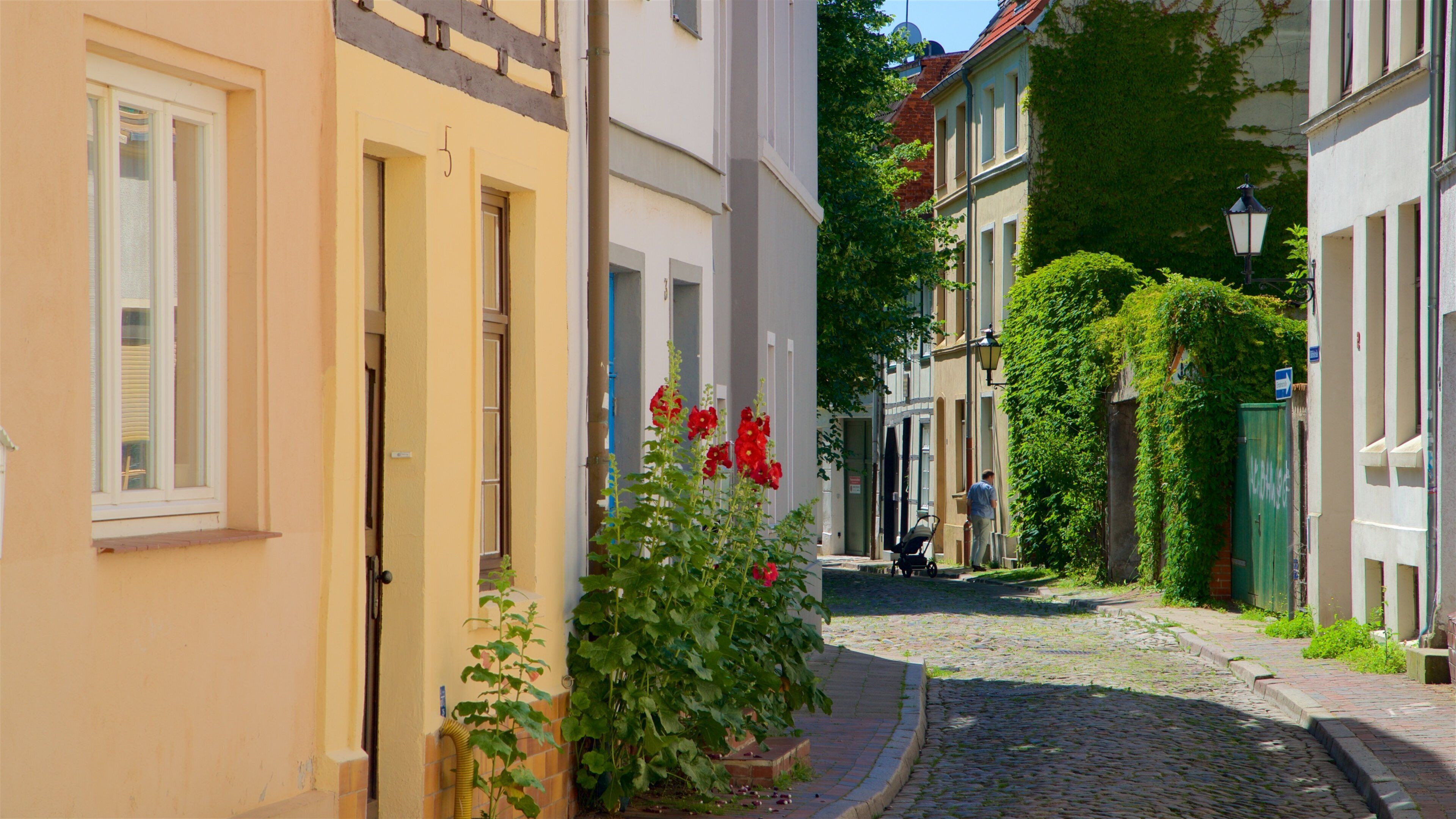 Wismar mettant en vedette fleurs sauvages