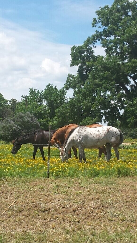 Driving in the country, and the city, is one in the same, in North Texas. 
#wildflowers