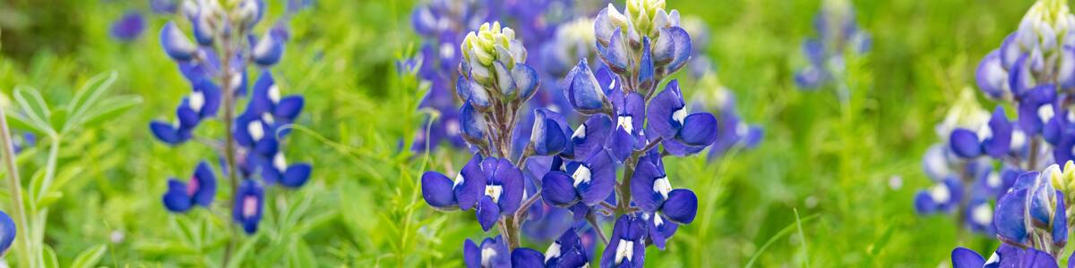 Bluebonnet flowers blooming in Texas