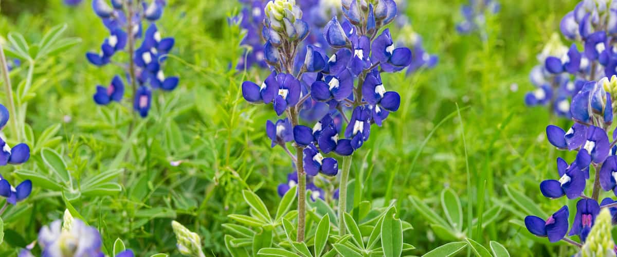 Bluebonnet flowers blooming in Texas