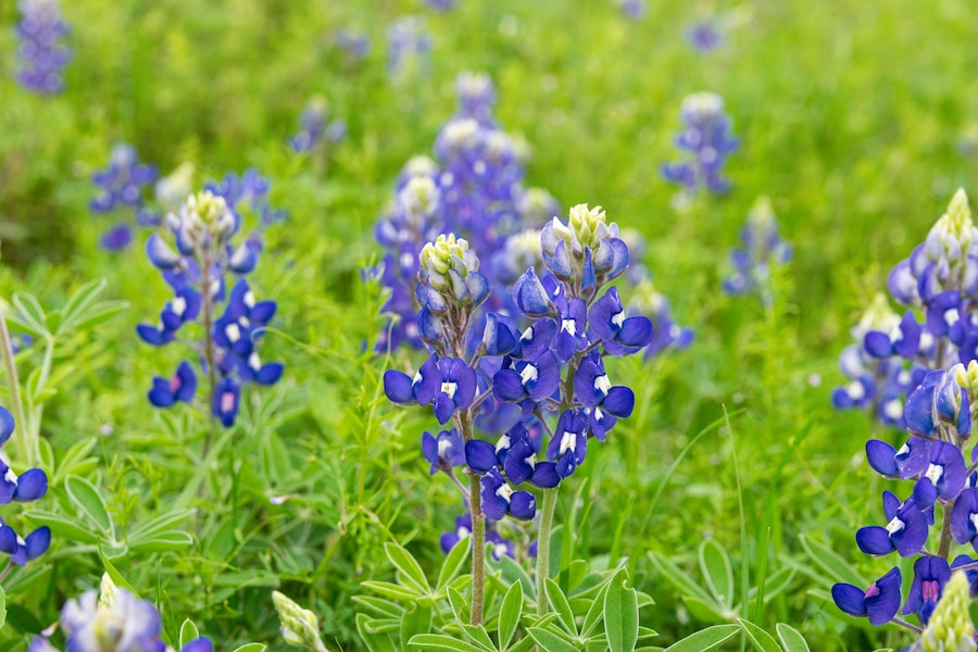 Bluebonnet flowers blooming in Texas