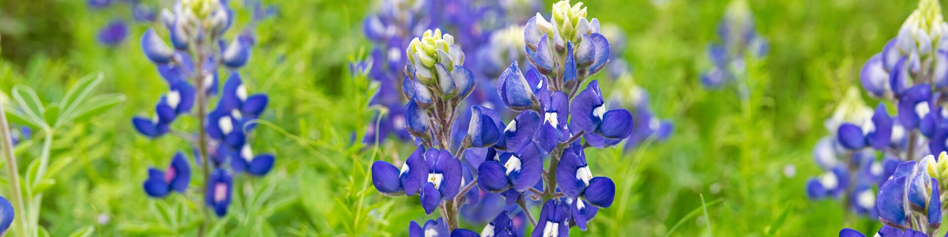 Bluebonnet flowers blooming in Texas