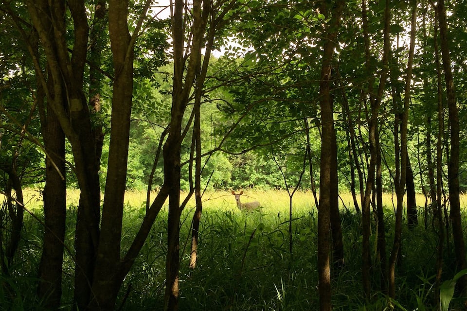 Bosc dens amb arbres alts i un esquirol al fons.