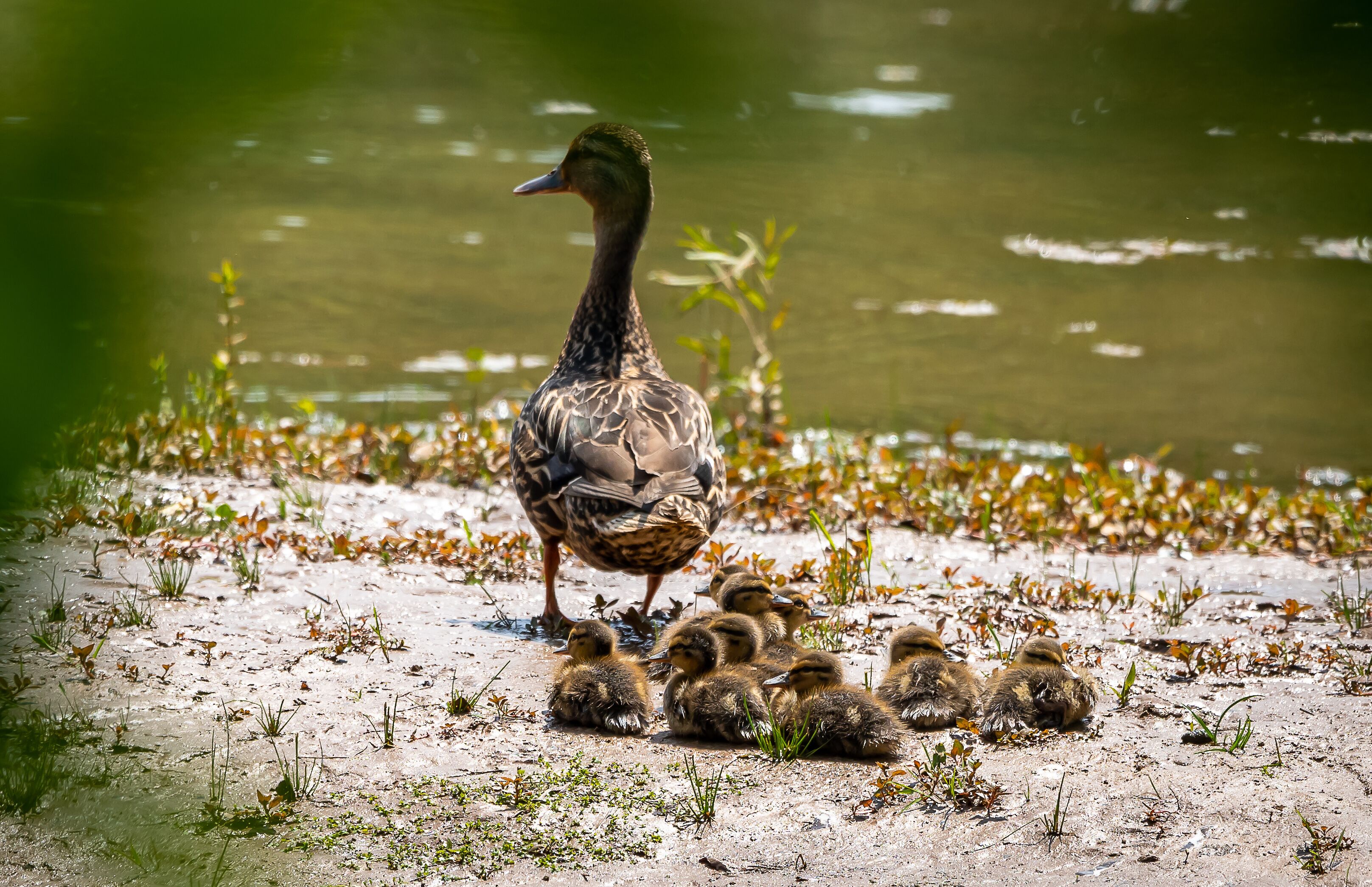 Mother Mallard Duck and ducklings resting on sandbar at Roswell Riverwalk Park in Roswell Georgia.