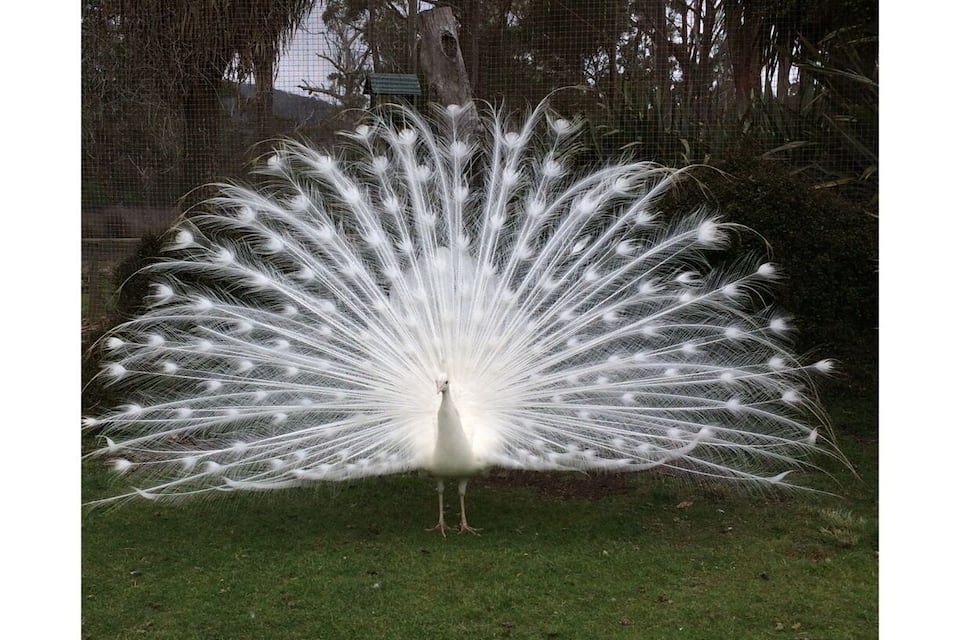 A peacock with its tail feathers fully fanned out in an enclosure.