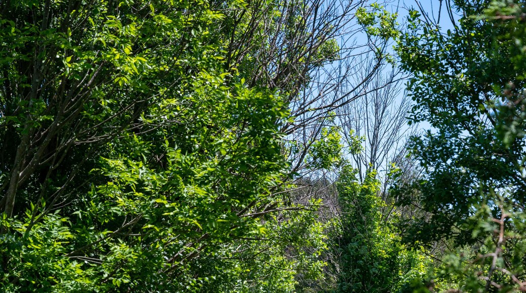 Beautiful Arboretum in Aurora, Canada