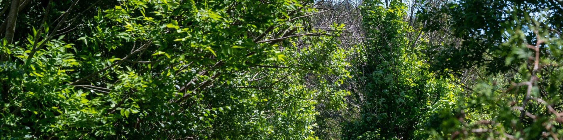 Beautiful Arboretum in Aurora, Canada