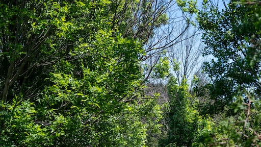 Beautiful Arboretum in Aurora, Canada