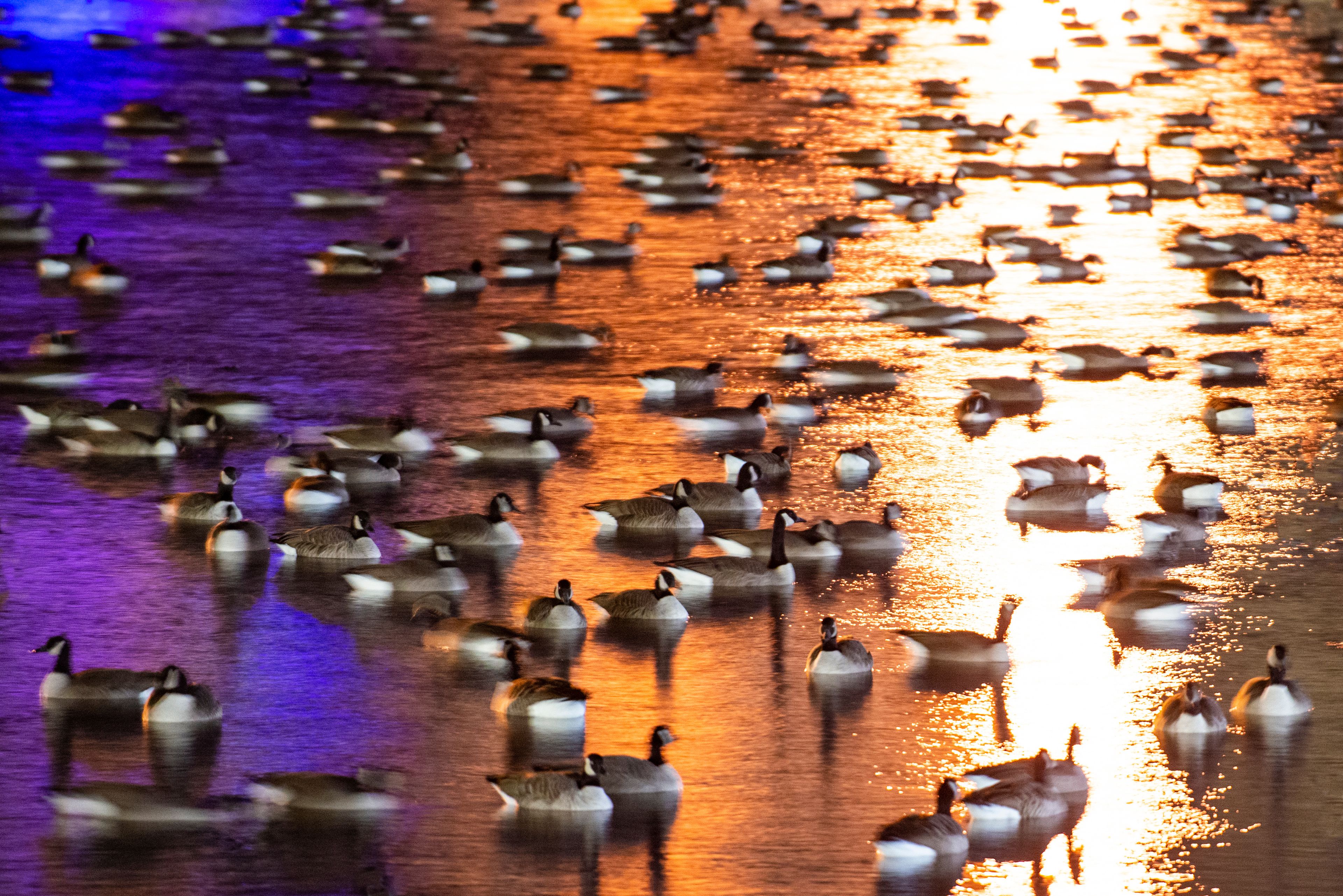 A large group of geese on a reflective water surface.