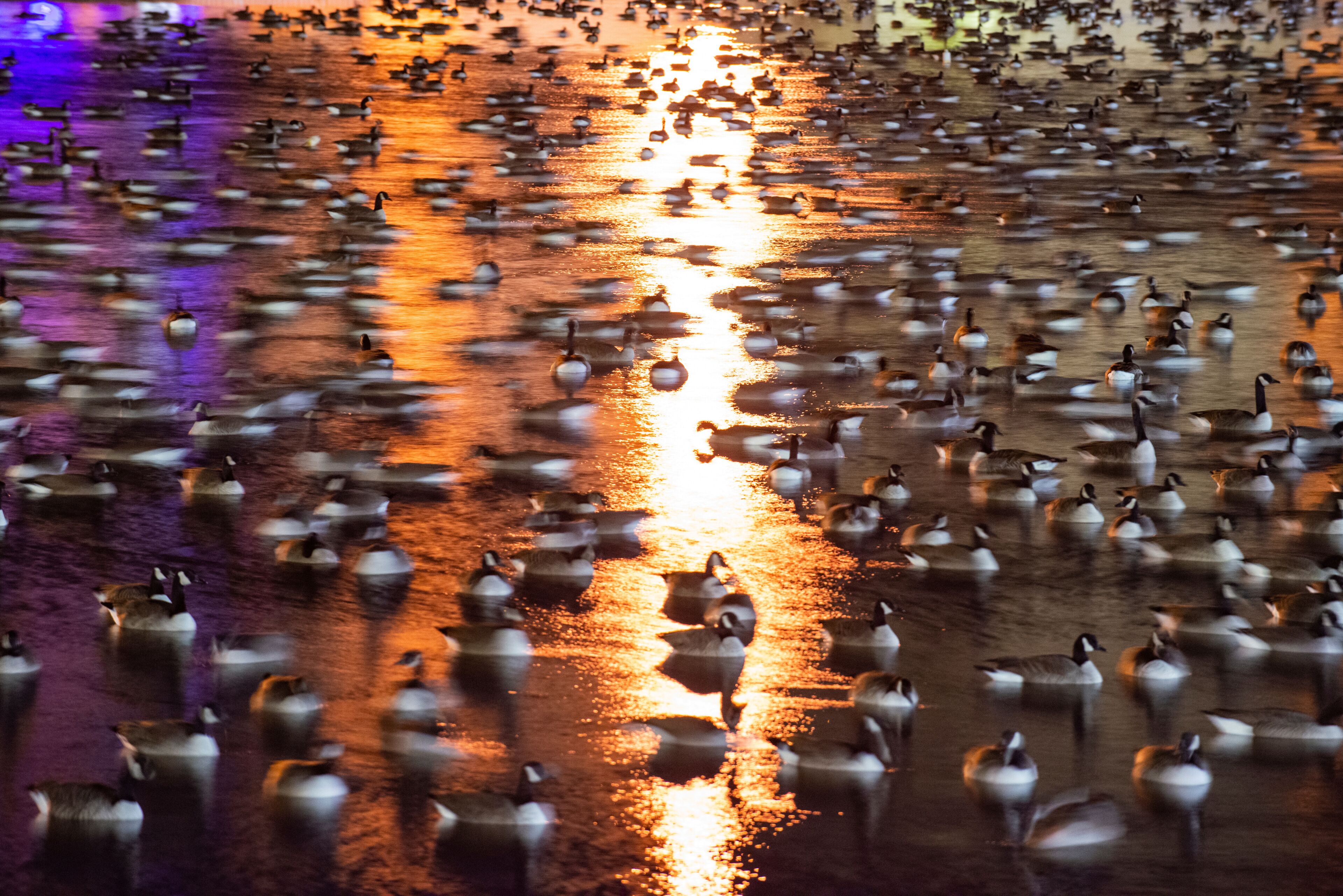 Canadian Geese Rest from Migration in A Pond at Umass Amhurst