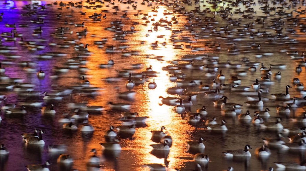 Canadian Geese Rest from Migration in A Pond at Umass Amhurst