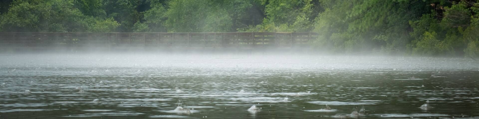 Fog on the pond between summer storms at Crowder County Park in Apex, North Carolina.
