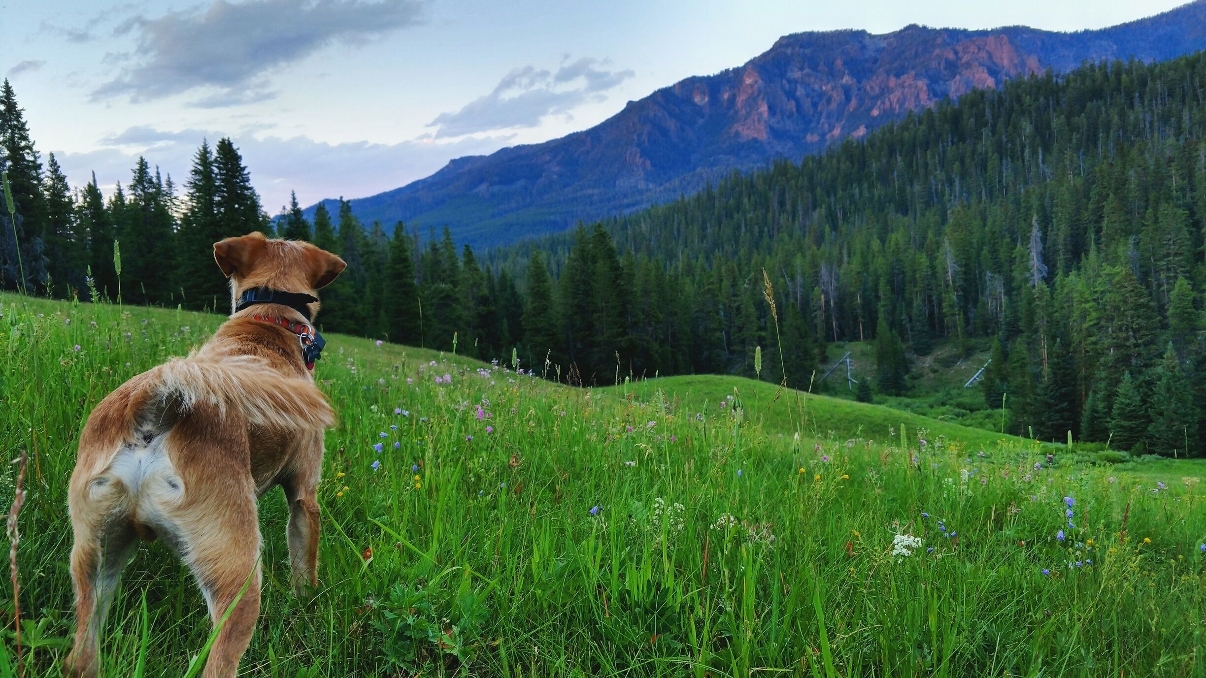 Little known secret spot for the perfect picnic. I'll give you a hint: it's on the right, it's past a fence and it's over a bridge. Happy hunt!