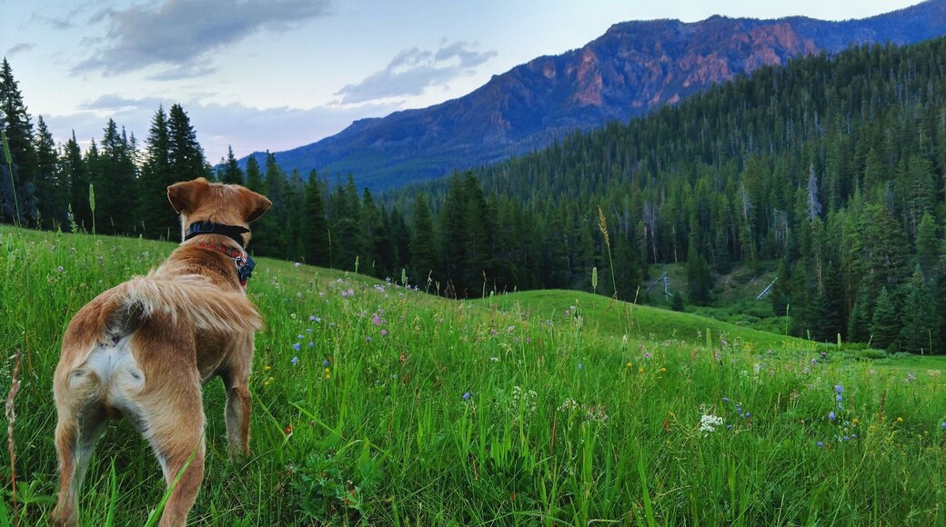Little known secret spot for the perfect picnic. I'll give you a hint: it's on the right, it's past a fence and it's over a bridge. Happy hunt!